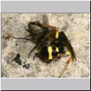 Mellinus arvensis - Kotwespe w37a 14mm beim Laehmungsstich.jpg